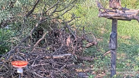 Ash Canyon Bird Sanctuary stream preview