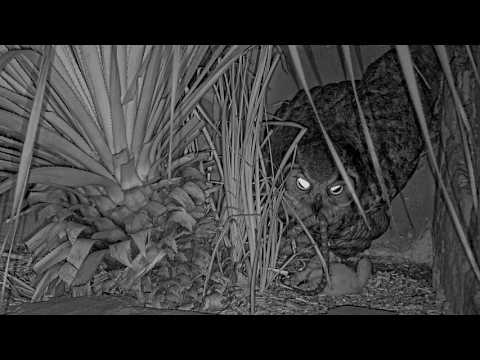 Wildflower Center Great Horned Owls stream preview