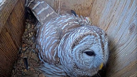 Barred Owl Nest Box stream preview