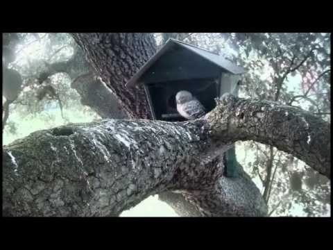 Beleef de Lente (Experience Spring) stream preview