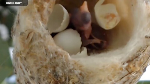 Bella Hummingbird Nest stream preview