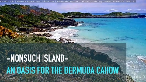 Bermuda Petrel (Cahow) Cam stream preview