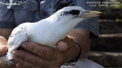 White-tailed Tropicbird Cam stream preview