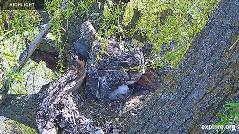 Charlo Great Horned Owl Cam stream preview