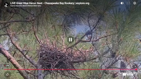 Great Blue Heron Nest stream preview