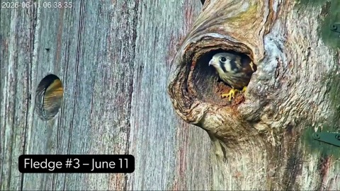 American Kestrel Nest Box stream preview