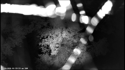 Dale Hollow Eagle Cam stream preview