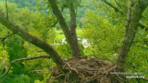 Decorah Eagles stream preview