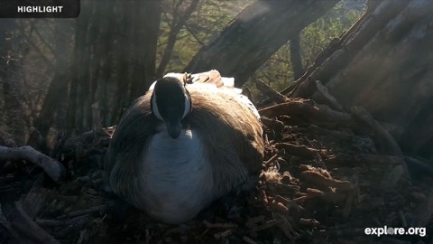 Decorah Goose Cam stream preview