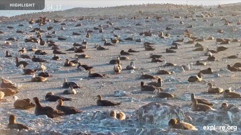 Southern Giant Petrel Colony stream preview