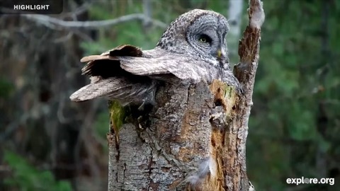 Great Gray Owl Nest stream preview