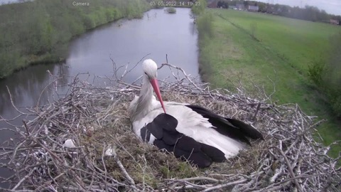 Storchennest Großefehn stream preview