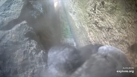 Guillemot Burrow Cam stream preview