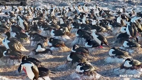 Imperial Cormorant Colony stream preview