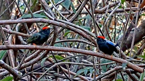 Lance-tailed Manakin Cam stream preview