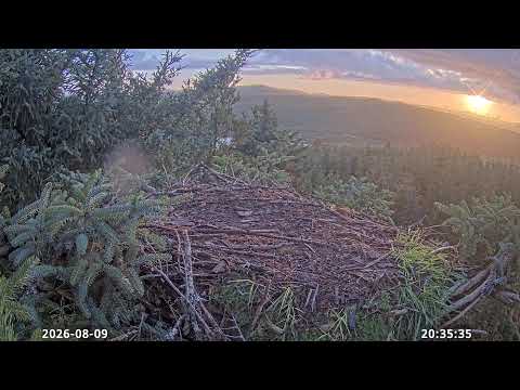 Loch Doon Osprey Cam stream preview