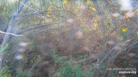 Long-eared Owl Nest stream preview