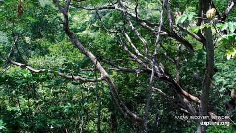 Macaw Recovery Network Feeder stream preview