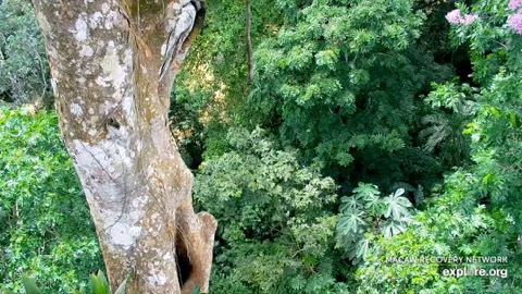 Great Green Macaw Nest stream preview