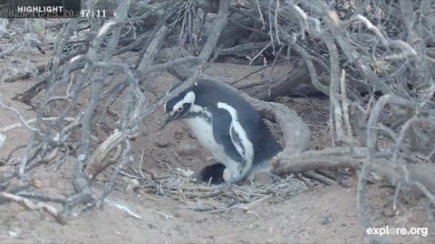 Magellanic Penguin Nest, Patagonia stream preview