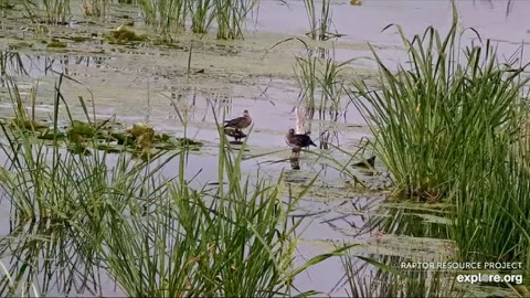 Mississippi River Flyway Cam stream preview