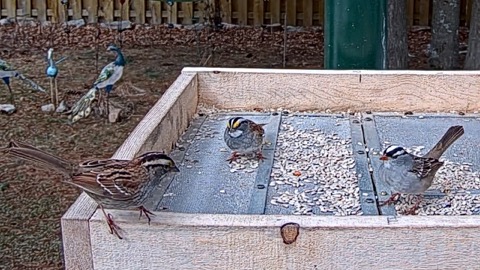 Ontario FeederWatch Cam stream preview