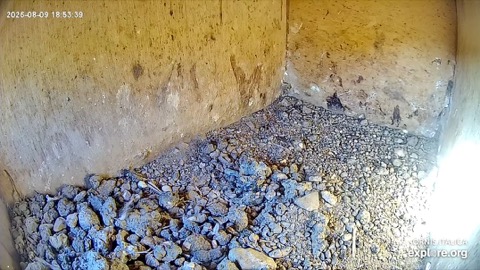 European Roller Nest Box stream preview
