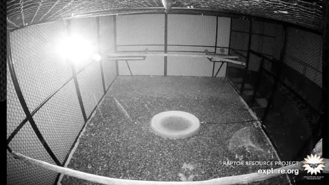 Philippine Eagle Cam stream preview