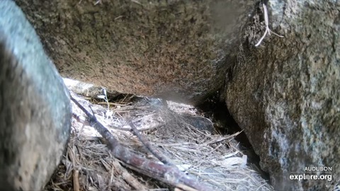 Puffin Burrow Cam stream preview