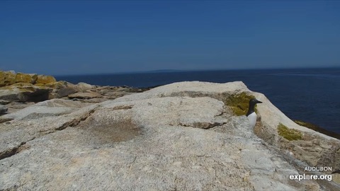 Puffin Loafing Ledge stream preview