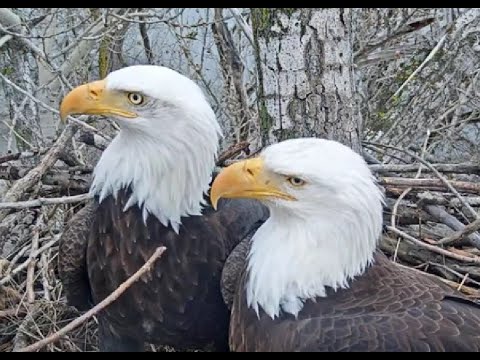 Redding Bald Eagles (Guardian and Liberty) stream preview