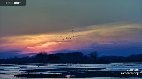 Rowe Sanctuary Crane Cam stream preview