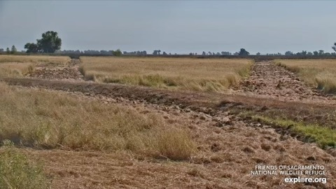 Sacramento National Wildlife Refuge Cam stream preview