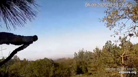 California Condor Sanctuary Cam stream preview