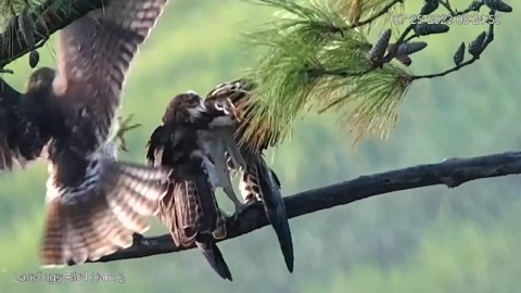 Savannah Osprey Nest stream preview