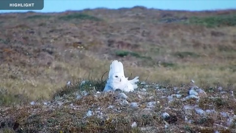 Arctic Snowy Owl Nest Cam stream preview