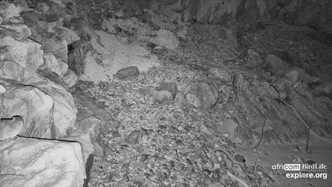 Stony Point Penguin Colony stream preview