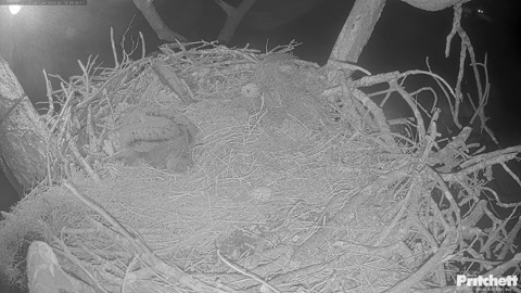 Southwest Florida Eagle Cam stream preview