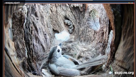 Texas Titmouse Nest Box stream preview