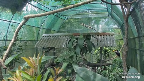 Toucan TV stream preview