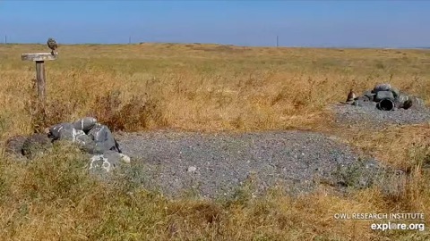 Burrowing Owls at Umatilla stream preview