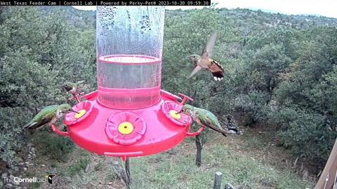 West Texas Hummingbird Feeders stream preview