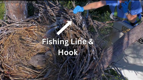 Window to Wildlife Cams stream preview