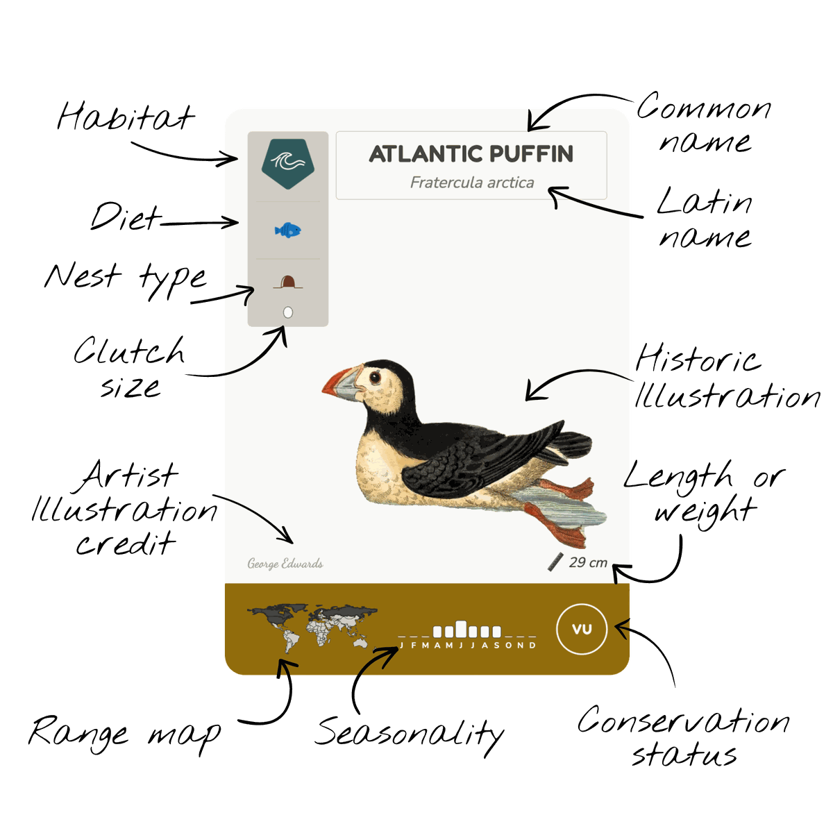 A BeakBrain card for the Atlantic Puffin with every part labelled: habitat, diet and nest type down the left with the clutch size beneath them, common name and scientific name across the top, the public domain illustration in the middle with its credit below, and along the foot the range map, the seasonality calendar, the height or weight, and the conservation status.