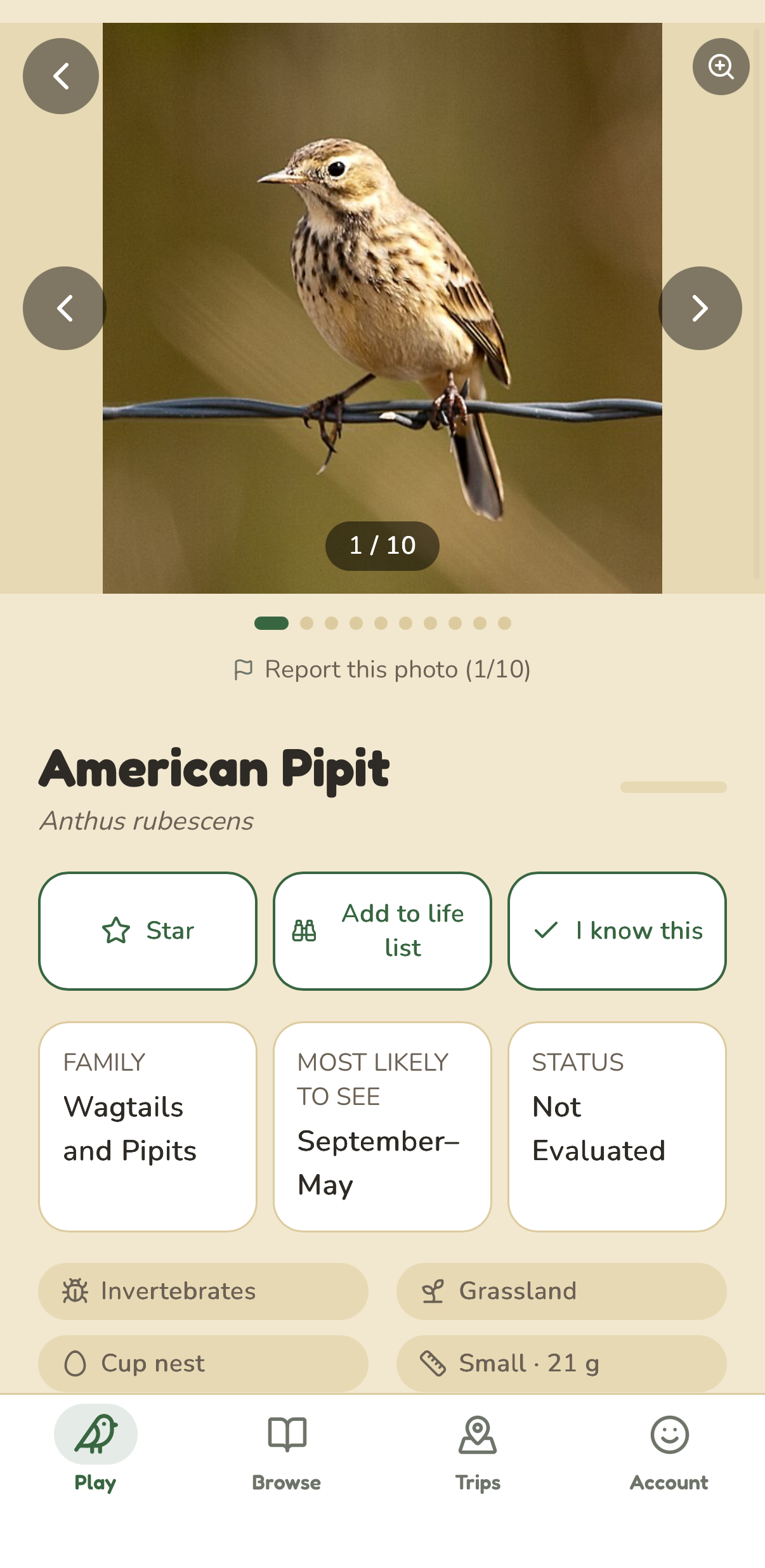 A bird profile with photos, habitat and ID notes